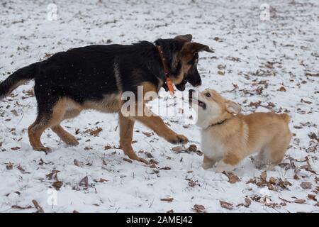 Im Winterpark spielen süße deutsche Hirtenpuppen und pembroke welsh corgi Welpe. Haustiere. Reinrassige Hunde. Stockfoto