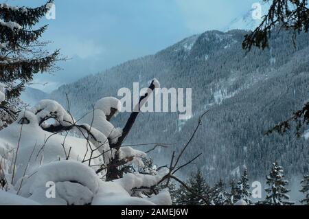 Eine atemberaubende Winterlandschaft mit majestätischen, schneebedeckten Tannen, die hoch in einer Szene von gehäuften Bäumen stehen. Stockfoto