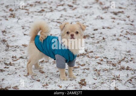 Niedlich chihuahua im Tiermantel schaut auf die Kamera. Haustiere. Reinrassige Hunde. Stockfoto