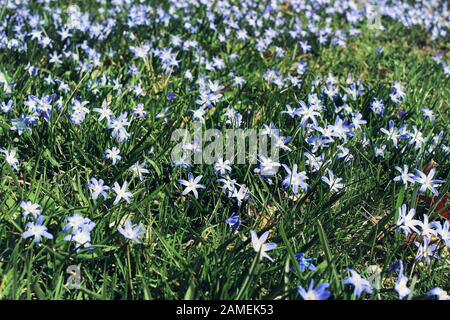 Nahaufnahme der blühenden blauen scilla luciliae Blumen an sonnigen Tagen. Erste Frühlingspflanzen. Blumenwiesen-Bodendecke, Teppich. Chionodoxa blüht am Stockfoto