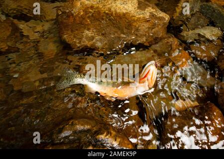 Eine Westslope cutthroat Forelle auf einem #12 Royal coachman trocken fliegen gefangen, auf Chippewa Creek, oberhalb der South Fork von Bull River. Stockfoto