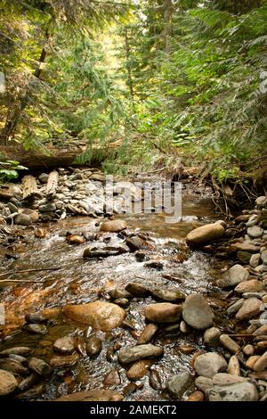 Ein Freistone-Lauf am Chippewa Creek, oberhalb der South Fork des Bull River. Der Chippewa Creek ist ein in Sanders gelegener Zufluss der South Fork of Bull in Stockfoto