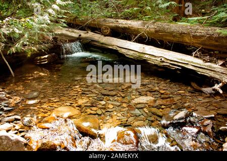Ein klarer Wasserpool, der über einen Stau am Chippewa Creek oberhalb der South Fork des Bull River verläuft. Der Chippewa Creek ist ein Zufluss des South Fork of Stockfoto