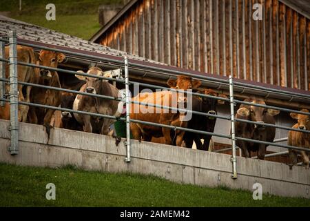 Braune Bergkühe in den Berner Alpen im Sommer. Grindelwald, Jungfrau Region, Berner Oberland, Schweiz Stockfoto