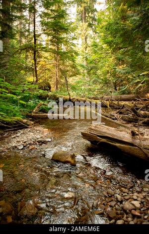 Kaltes, klares Bergwasser läuft zeitlos über glatte Steine und unter umgestürzten Holzstämmen am Chippewa Creek, oberhalb der South Fork des Bull River. Chippewa Cr Stockfoto