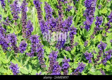 Katminze Nepeta x frassenii "Kit Kat" Stockfoto