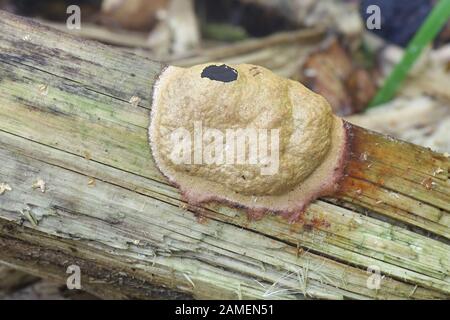 Fuligo luteonitens, eine plasmodiale Schleimform der Ordnung Physarales, Aethalium fotografiert in Finnland Stockfoto