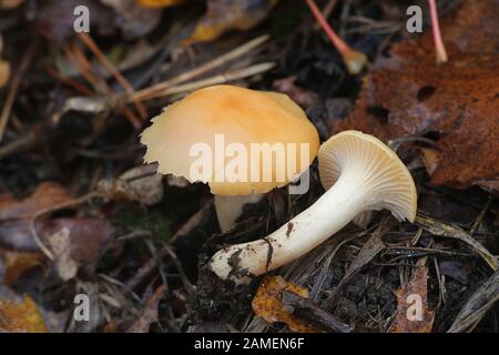 Cuphophyllus pratensis, bekannt als Wiese waxcap, Wiese, Festkochend festkochend Kappe Kappe, Lachs oder Butter meadowcap, Pilze aus Finnland Stockfoto