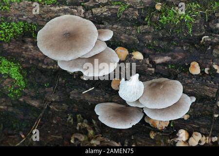 Pleurotus ostreatus, bekannt als Perlmutt-Austernpilz oder Baum-Austernpilz, wilde Speisepilze aus Finnland Stockfoto