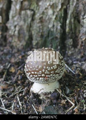 Amanita Pantherina, bekannt als Pantherkappe oder falscher Blusher, giftiger Pilz aus Finnland Stockfoto