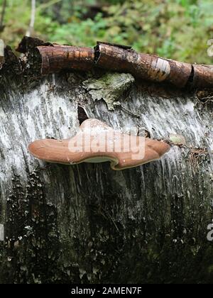 Fomitopsis betulina (früher Pippoporus betulinus), bekannt als Birkenpolypore, Birkenhalterung oder Rasiererstrop, ein Halterpilz aus Finnland Stockfoto