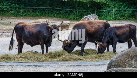 Heckrinder, Bos primigenius Taurus oder auerochsen im Zoo Stockfoto