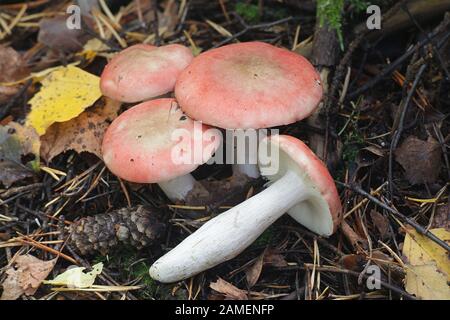 Psathyrella depallens, bekannt als gebleichte brittlegill, Pilze aus Finnland Stockfoto