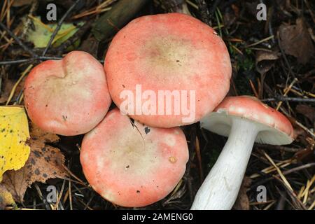 Psathyrella depallens, bekannt als gebleichte brittlegill, Pilze aus Finnland Stockfoto