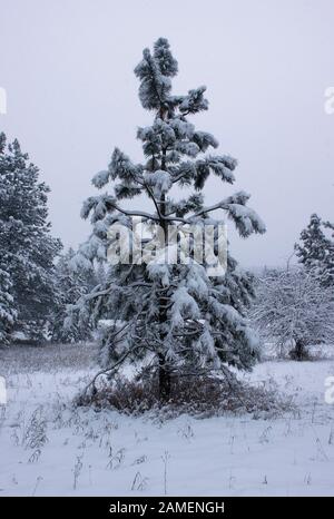 Eine junge Ponderosa Pine im Winter auf der Weide. Troy, Montana. Pinus ponderosa Ponderosa subsp. Columbia Ponderosa Pine,plateau Ponderosa Pine. Stockfoto