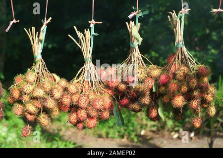 Rambutan oder behaart Obst, beliebte Obst im Sommer Stockfoto