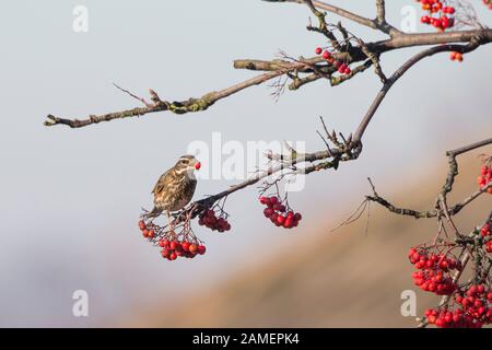 Nahaufnahme des wilden Rotwangenvogels (Turdus iliacus) im Freien, auf Baumzweig gehieselt, Beeren bei winterlicher Sonneneinstrahlung fressend. Britische Vögel. Stockfoto