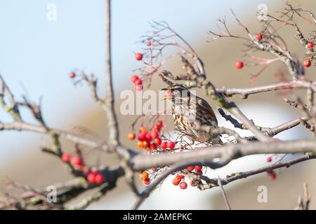 Nahaufnahme des wilden Rotwangenvogels (Turdus iliacus) im Freien, auf Baumzweig gehieselt, Beeren bei winterlicher Sonneneinstrahlung fressend. Britische Vögel. Stockfoto