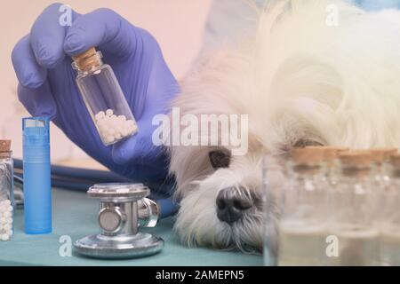 Vet Holding homöopathische Globuli für eine kleine Malteser Hund Stockfoto