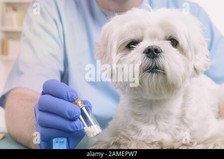 Vet Holding homöopathische Globuli für eine kleine Malteser Hund Stockfoto