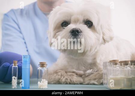 Vet Holding homöopathische Globuli für eine kleine Malteser Hund Stockfoto