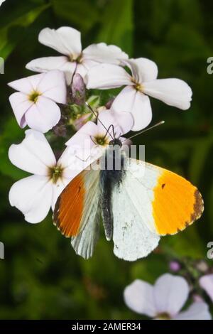 Männliche orange tip butterfly Fütterung auf Dames violet (süße Rakete) Stockfoto