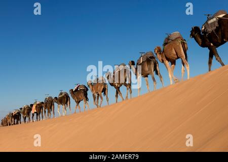 Eine lange, endlose Karawane von Kamelen (Dromedary) gegen den blauen Himmel, bei Erg Chebbi in Merzouga, Sahara-Wüste von Marokko. Stockfoto