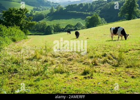 Üppig grüne Hügel Weide mit Kühe grasen friedlich in der englischen Landschaft Stockfoto