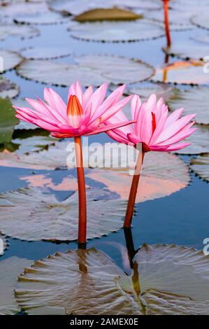 Sweet soft pink Lotus Seerosen blühen unter Morgen - Reine und die wunderschönen tropischen Wasser Werk in Thailand Stockfoto