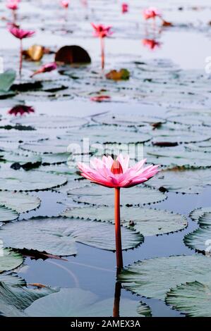 Sweet soft pink Lotus Seerosen blühen unter Morgen - Reine und die wunderschönen tropischen Wasser Werk in Thailand Stockfoto