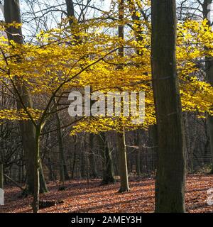 Eine junge Buche Fagus sylvatica mit goldgelben Blätter mit Hintergrundbeleuchtung durch späte herbstlichen Sonnenlicht in Thorndon Park North in Brentwood, Essex, an. Stockfoto