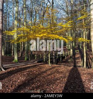 Eine junge Buche Fagus sylvatica mit goldgelben Blätter mit Hintergrundbeleuchtung durch späte herbstlichen Sonnenlicht in Thorndon Park North in Brentwood, Essex, an. Stockfoto