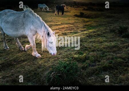 Wild Bodmin Ponys auf Goonzion Abschreibungen auf Bodmin Moor in Cornwall. Stockfoto