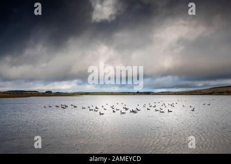 Eine Herde Von kanadischen Gänsen Branta canadensis an einem Windsept Colliford Lake am Bodmin Moor in Cornwall. Stockfoto