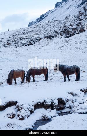 Isländische Pferde im Schnee auf Island im Januar Stockfoto
