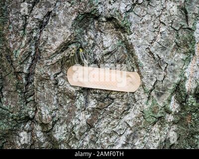 Bandhilfe am Baum - Naturkonzept Cure Stockfoto