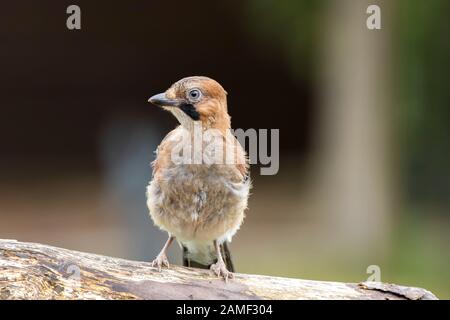 Detaillierte Vorderansicht Nahaufnahme des wilden, juvenilen UK jay Birds (Garrulus glandarius) mit heruntergezückten Federn, isoliert im Freien auf dem Log. Stockfoto