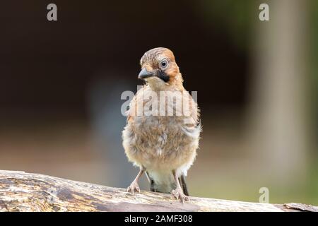 Detailreich, Vorderansicht Nahaufnahme des wilden Jungvögel UK jay Vogel (Garrulus glandarius) mit flauschigen Federn, isoliert im Freien auf Holzscheite. Stockfoto