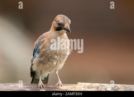 Detailreiche Vorderansicht Nahaufnahme des juvenilen UK jay Birds (Garrulus glandarius) mit heruntergedeckten Federn, im Sommer isoliert im Freien auf Gartenblog. Stockfoto