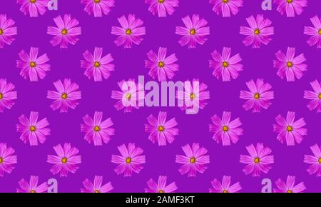 Der purpurne Kosmos blüht nahtlos auf blauem Hintergrund Stockfoto