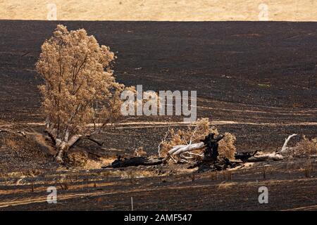 Lexton Australien / Nachwirkungen von Buschbränden in Lexton Victoria Australien. Stockfoto