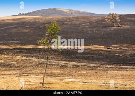 Lexton Australien / Nachwirkungen von Buschbränden in Lexton Victoria Australien. Stockfoto