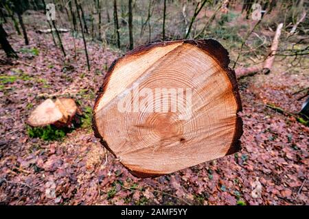 Blick auf die Jahresringe eines frisch gefällten Baumes im Winterwald. Im Januar in Bayern zu sehen. Stockfoto