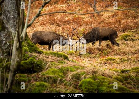 Rentier Hirschbrunft in freier Wildbahn Stockfoto