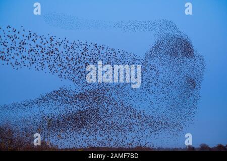 Starling Muraturierung über das Whixall Moss Nature Reserve, Shropshire, England, Großbritannien. Stockfoto