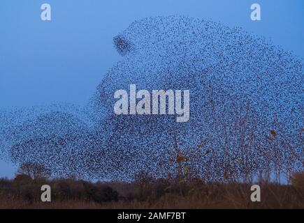 Starling Muraturierung über das Whixall Moss Nature Reserve, Shropshire, England, Großbritannien. Stockfoto