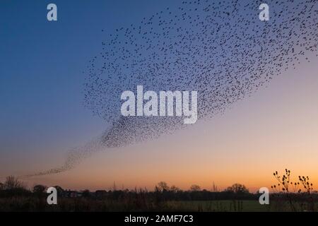 Starling murmuration über Whixall Moss Naturschutzgebiet, Shropshire, England, Großbritannien Stockfoto