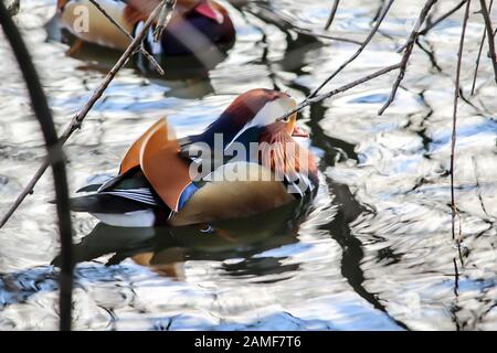 Zwei männliche Mandarinenten schwimmen im See. Das Leben der Vögel im Park. Ein gutes Bild für einen Ort über Vögel, Enten, Tierwelt, Kunst, Malerei. Stockfoto