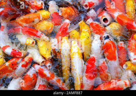 Japan-Karpfen-Koi-Fisch schwimmt und füttert im Pool Stockfoto