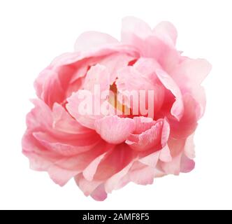 Wunderschöne Pfingstrose auf weißem Hintergrund. Rosa Blume isoliert. Stockfoto